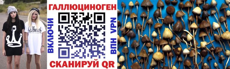 Псилоцибиновые грибы Psilocybe  где продают   Трубчевск 